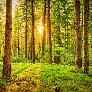 Gedenkwald von Tina für Jürgen Hellgardt 