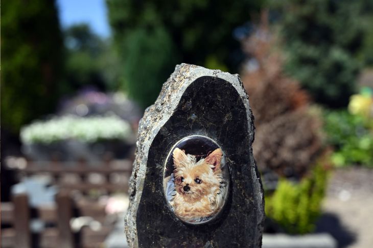 Viele trauern um Tiere ähnlich stark wie um Menschen